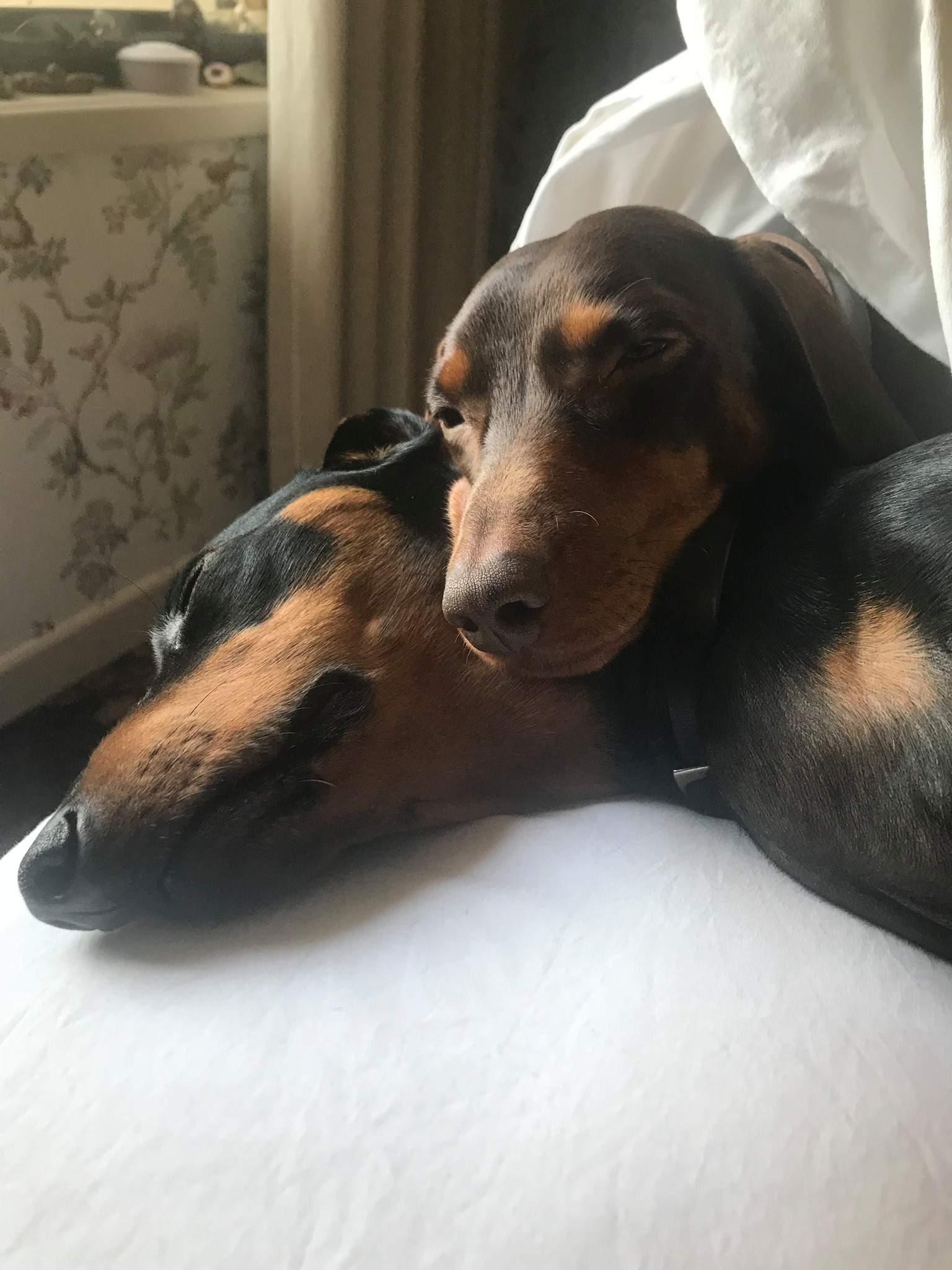 Handling attention seeking dogs - ABC listen