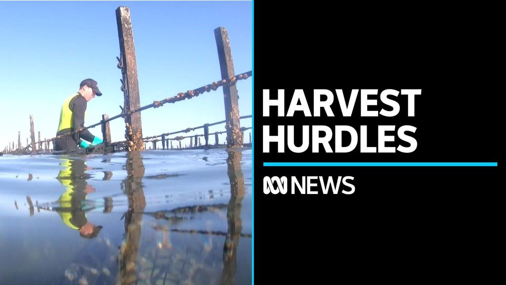 Eyre Peninsula oysters under threat - ABC News