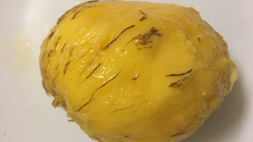 Close up of mango infected with resin canal