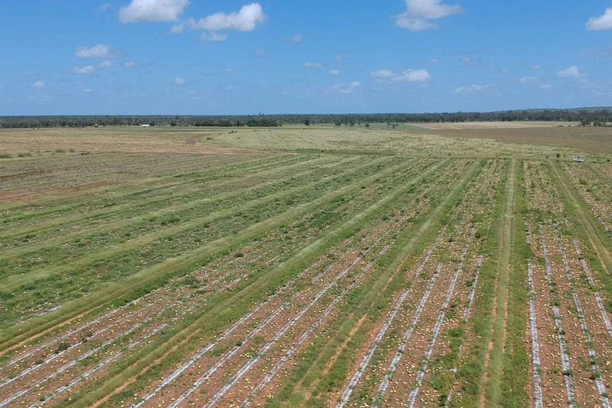 Rotten melons in A field.