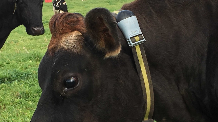 A black cow wearing a collar with a fit bit attached to it