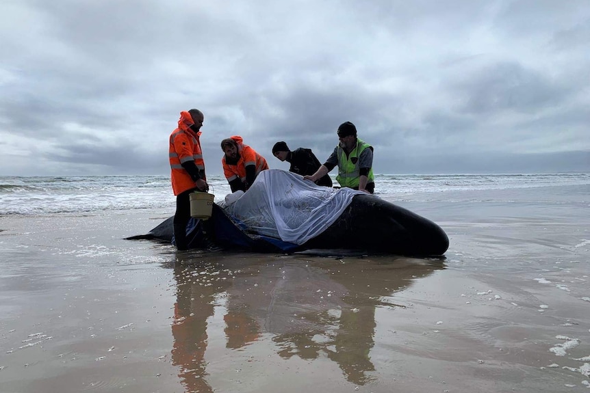 Four rescuers help a stranded pilot whale on a beach on the west coast of Tasmania.