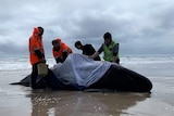 Four rescuers help a stranded pilot whale on a beach on the west coast of Tasmania.