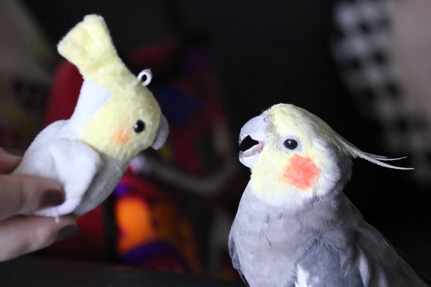 Small bird playing with a toy bird