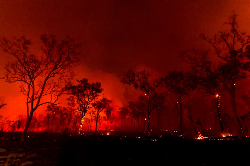 A dark red sky silhouettes trees in bushland where a fire rages.