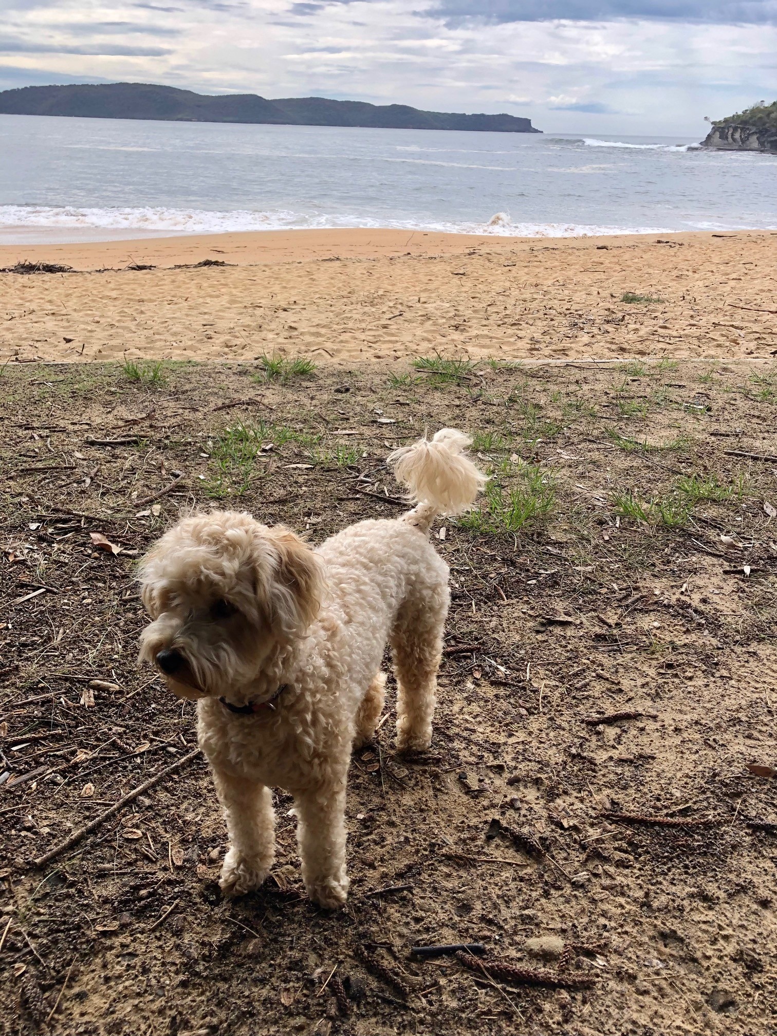 A fluffy dog wandering around on a beach.
