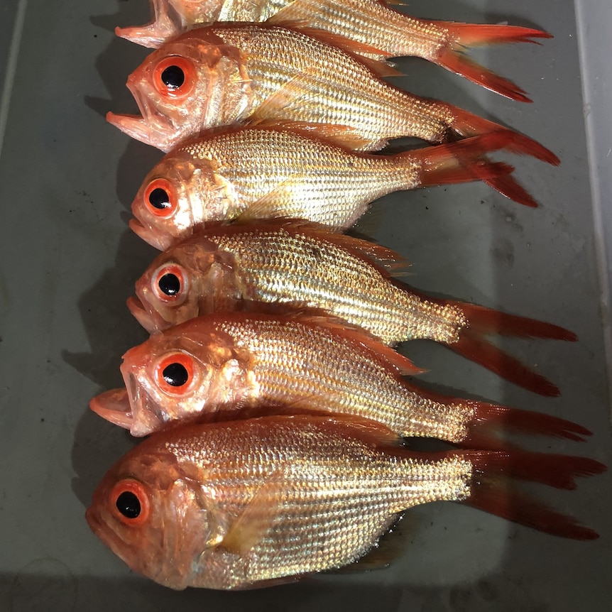 Several brass-coloured fish with red fins and large red eyes on a metal tray.
