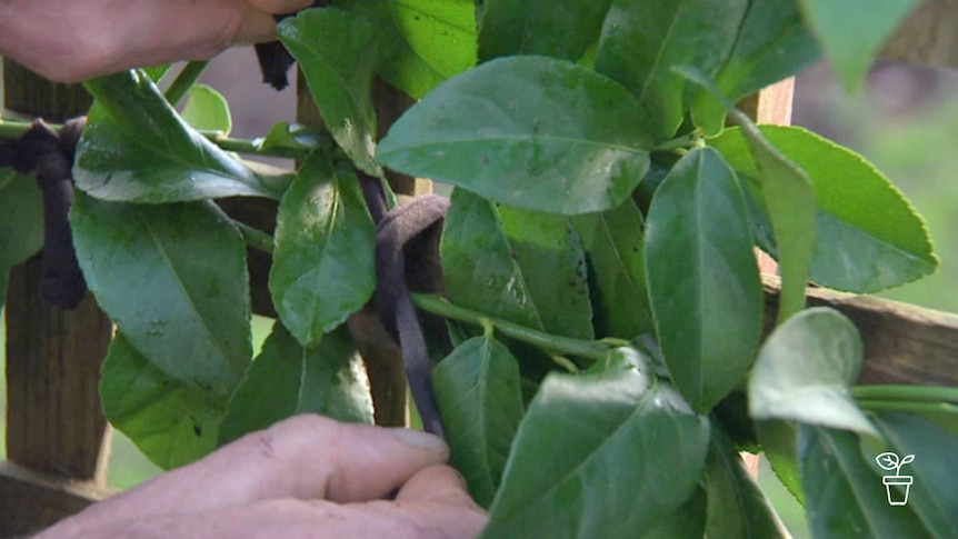 Black cord tying tree branch to frame