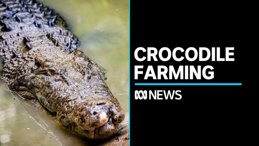 Designer labels buy up Aussie croc farms - ABC News
