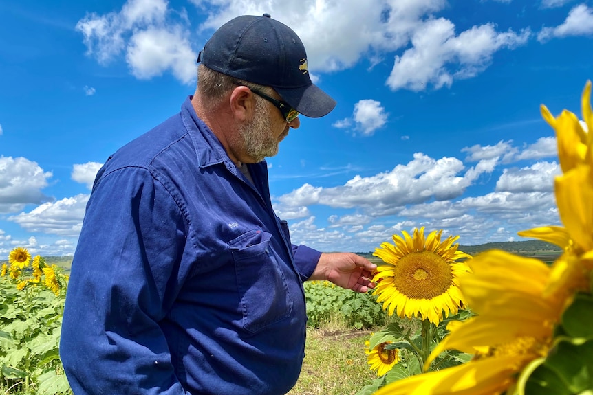 Man in blue shirt inspecting a sunflower