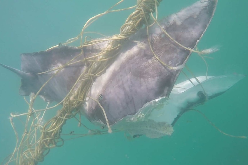 A rare Japanese Ray killed in shark nets on the Gold Coast.