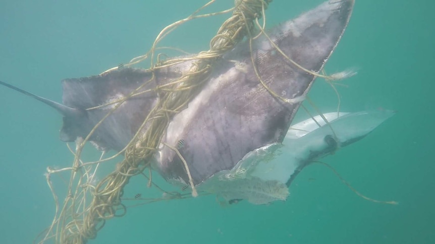 A rare Japanese Ray killed in shark nets on the Gold Coast.