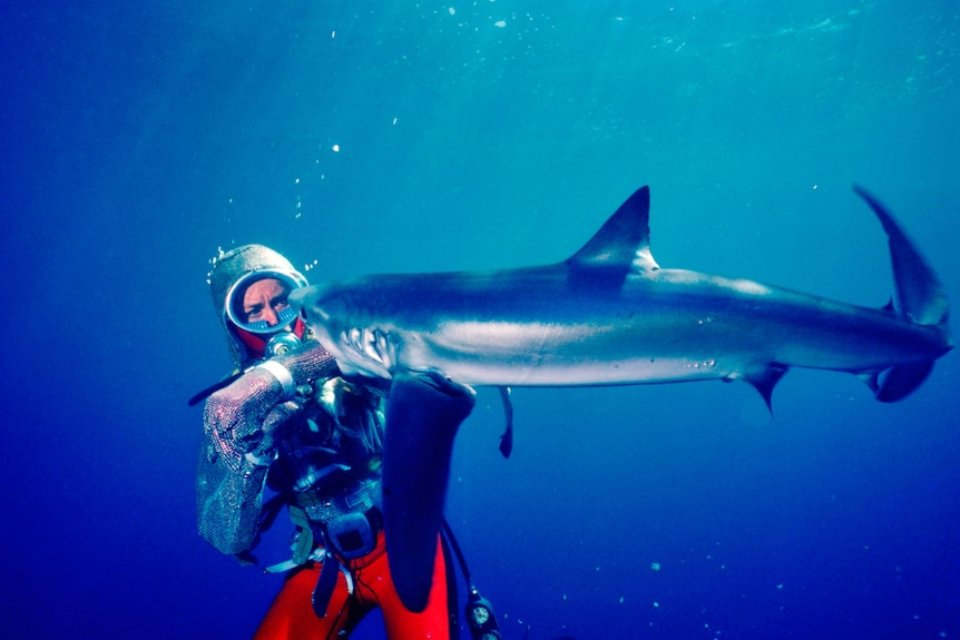 Valerie Taylor underwater wearing a chain mail suit being bitten on the arm by a shark.