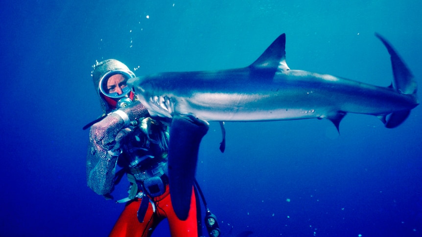 Valerie Taylor underwater wearing a chain mail suit being bitten on the arm by a shark.