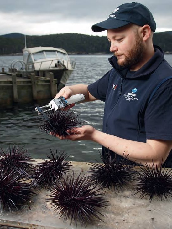 Man measures a sea urchin