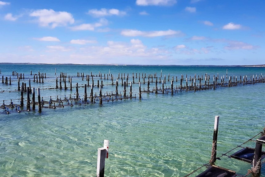rows of oysters being grown in crystal-clear water