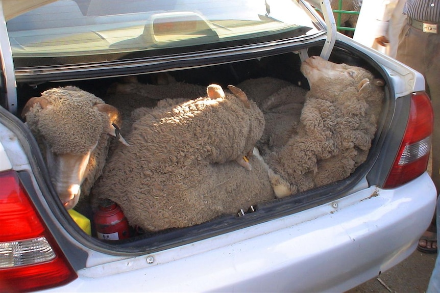 Three Australian sheep in boot in Kuwait for home sacrifice - Eid Nov 2010