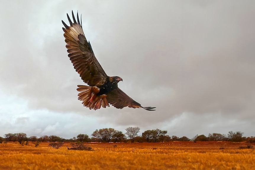 The eagle in full flight near the ground on an overcast day.