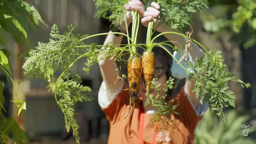 A person holding up a bunch of freshly harvested carrots. 