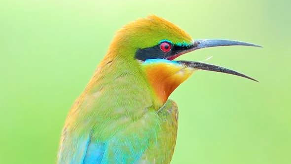 A rainbow bee-eater bird close up.
