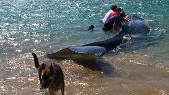 Rescuers with the young whale, that beached itself twice in Newcastle harbour this morning.