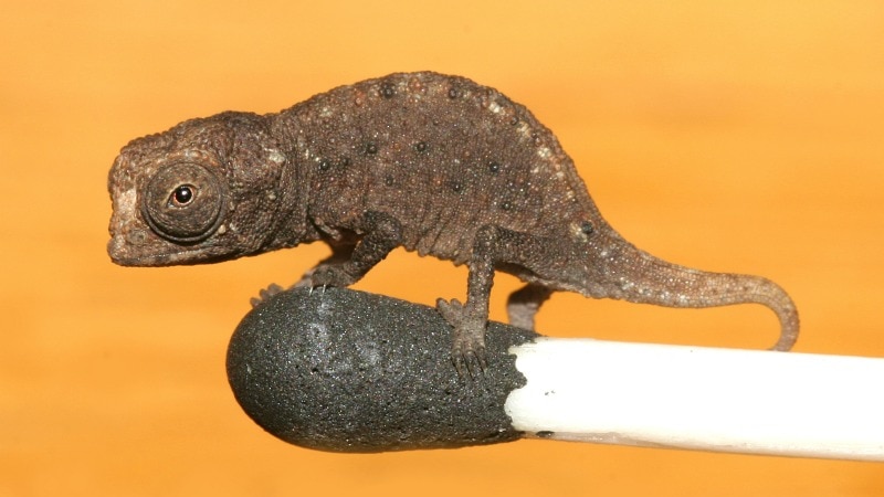 Brookesia micra chameleonon a match head