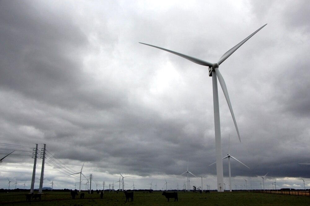 Wind turbines and power lines in a farming region with cattle