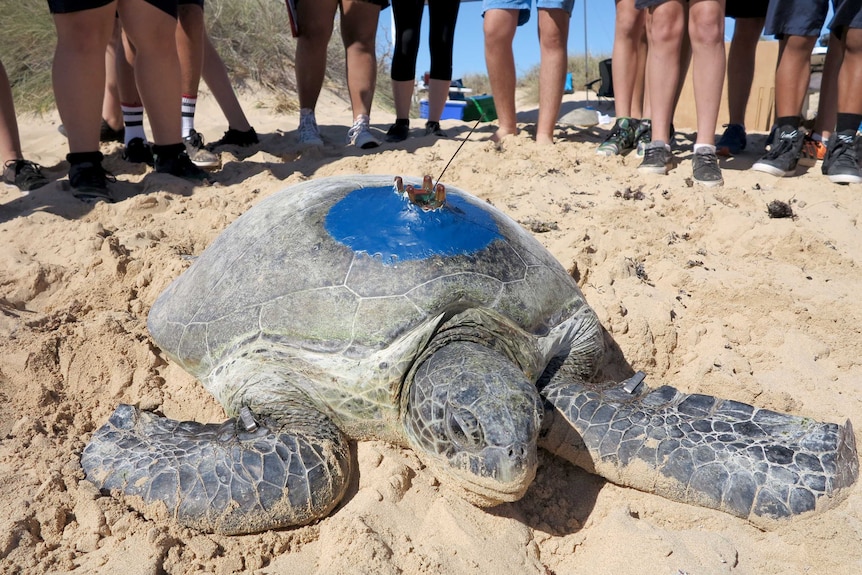 A turtle with a tracker glued to its back.