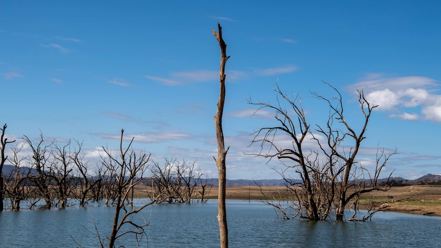 Dead trees stand out of the water.