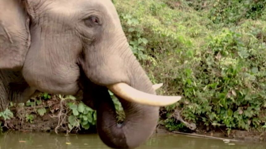 Diperkirakan hanya ada beberapa ribu gajah yang tersisa di Myanmar.