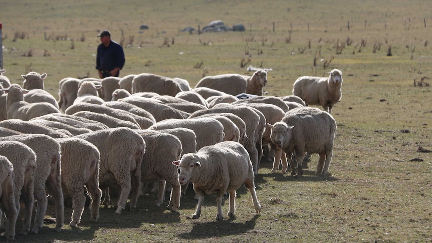 A farmer, blurred in the background, looks at his sheep.