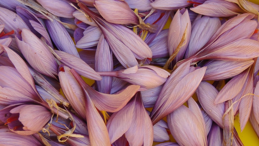 Saffron flowers in bucket