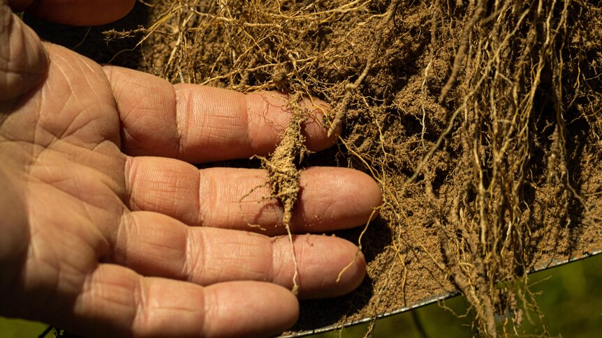 A hand in the dirt holds the roots to show a close up of the root system.
