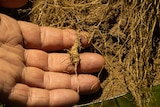 A hand in the dirt holds the roots to show a close up of the root system.