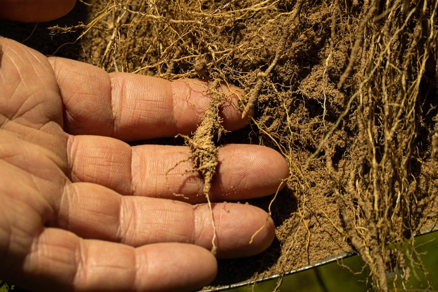 A hand in the dirt holds the roots to show a close up of the root system.