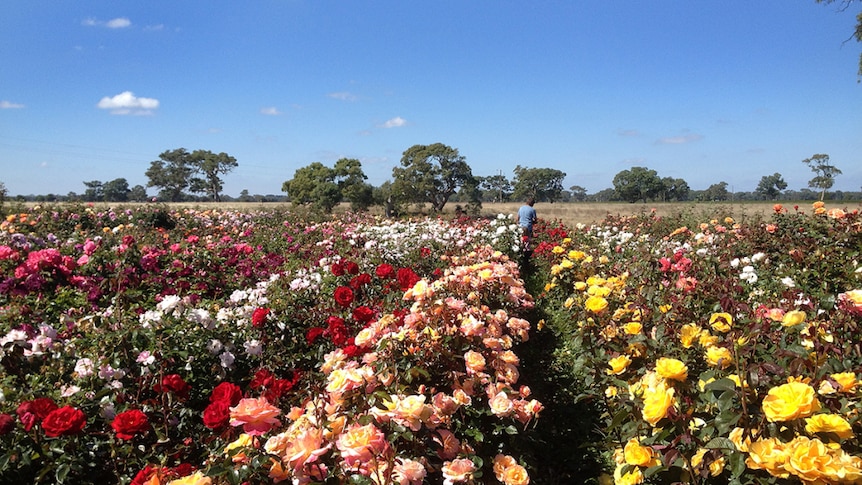 Wagner's Rose Nursery sells rose plant to garden centres around Australia.