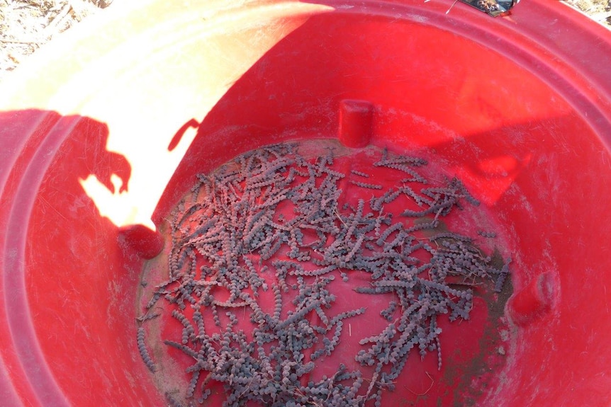 Prickly acacia seeds pods in the bottom of a red feed bucket