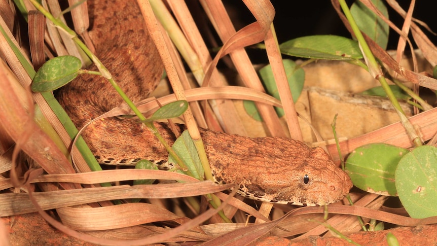 New species of a Kimberley death adder discovered in Kimberley, in WA