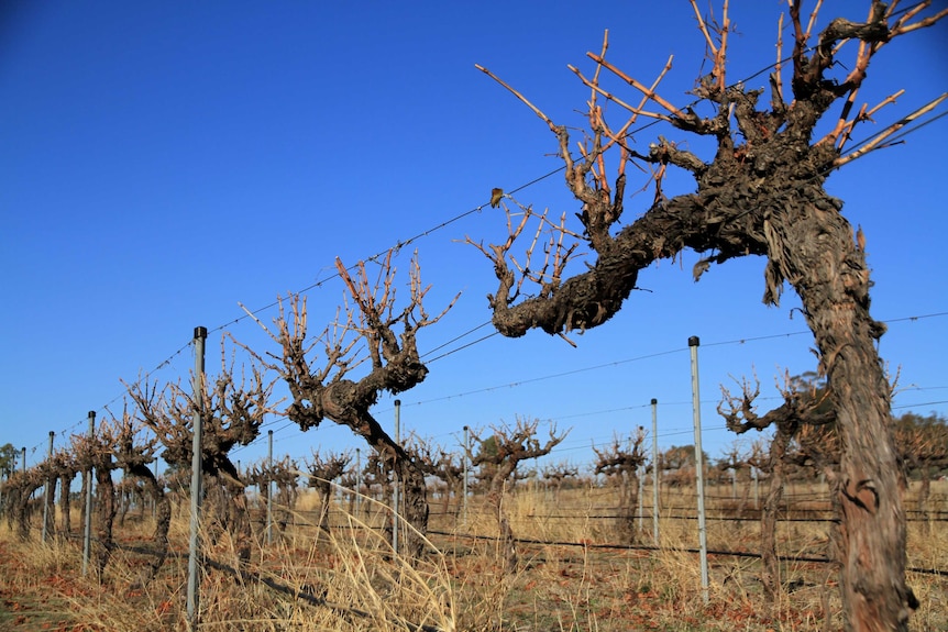 A landscape shot of Red Earth Estate vineyard.