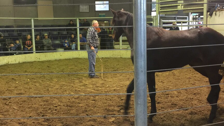 A filly is in the centre of the ring at a horse auction.