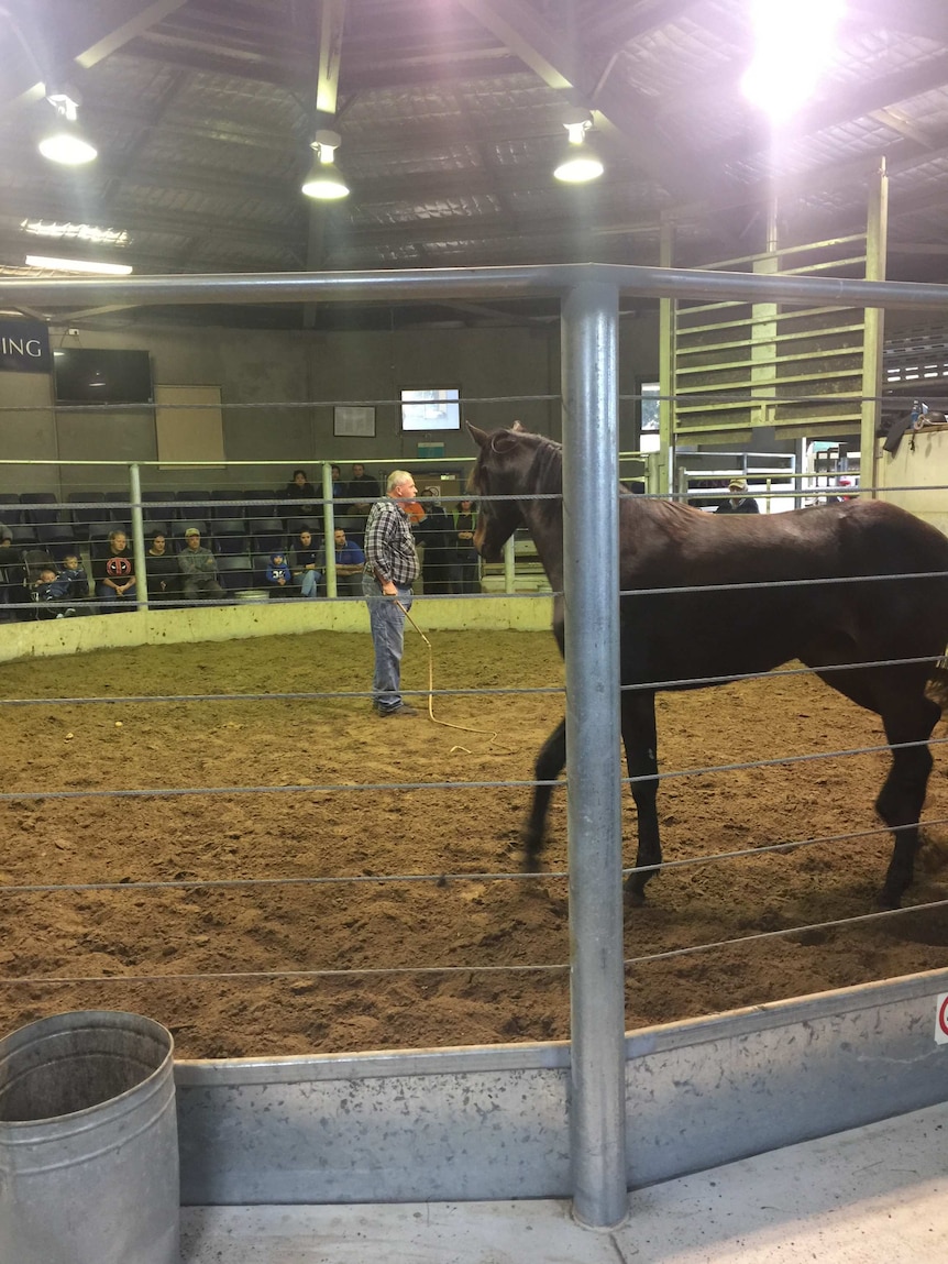 A filly is in the centre of the ring at a horse auction.