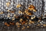 Dozens of small bugs, seen close up, on fabric