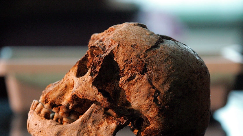 The skull of the newly discovered remains of Indonesia's hobbit-sized humans in Jakarta on November
