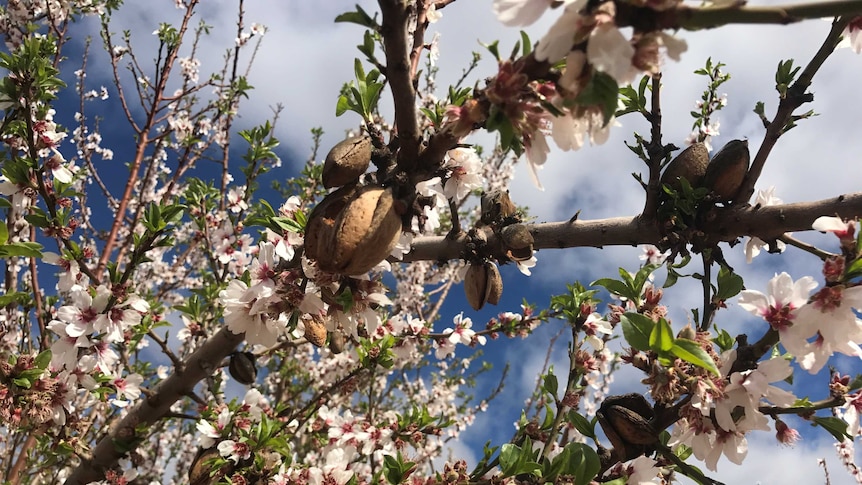 Almond trees blossoming and bearing nuts