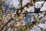 Almond trees blossoming and bearing nuts