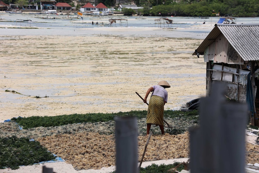 A woman sorts seaweed.