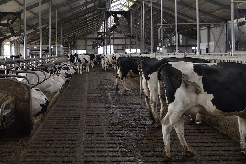 Koeien in een Hollandse stal, een metalen vloer met roosters, koeien eten of zitten erop.