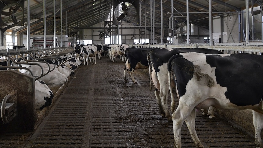 Cows in a Dutch barn , metal floor with grills, cows eat or sit.