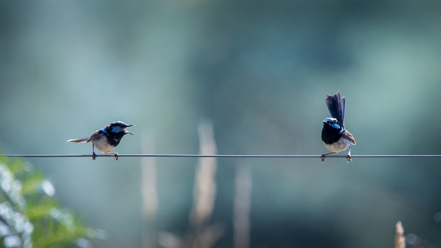 Two small blue and black birds sitting on a wire facing each other. One has their mouth open.