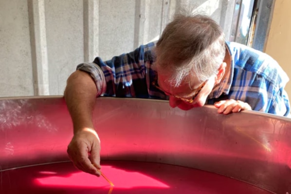 a man looks at a barrel of red wine.